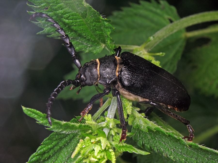 Prionus coriarius (Linnaeus, 1758)